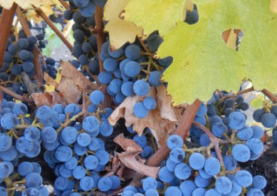 Grapes at Cache Creek Vineyards awaiting harvest