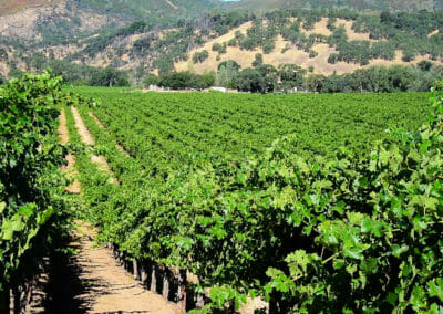 Cache Creek Vineyards during summer growing season
