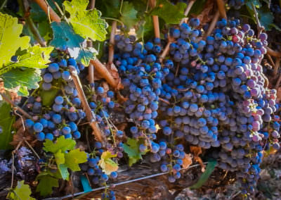 Grapes before harvest in Cache Creek Vineyards