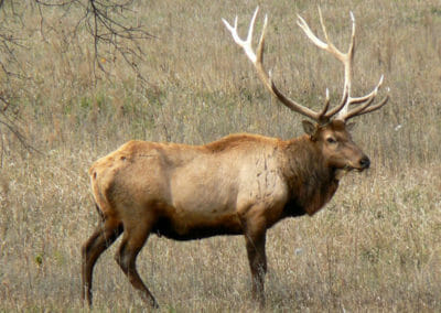 A male Tule Elk