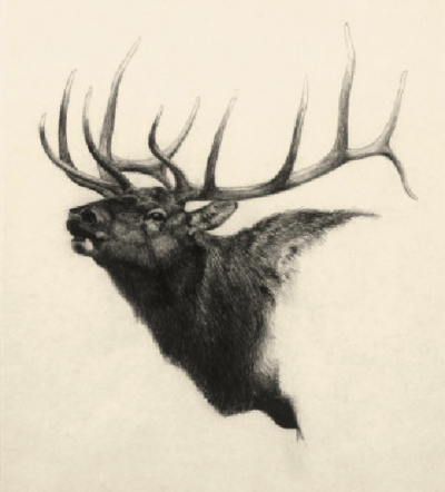 Tule Elk drawing