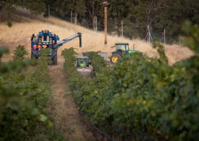 Machine harvesting red wine grapes at Cache Creek Vineyards and Winery
