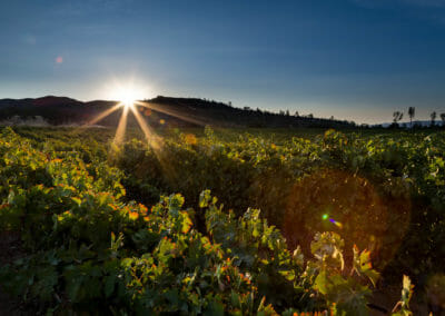 Cache Creek Vineyards in the sunset