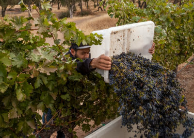 A cascade of just-picked Cabernet Sauvignon wine grapes as they are tossed into the gondola by a vineyard hand